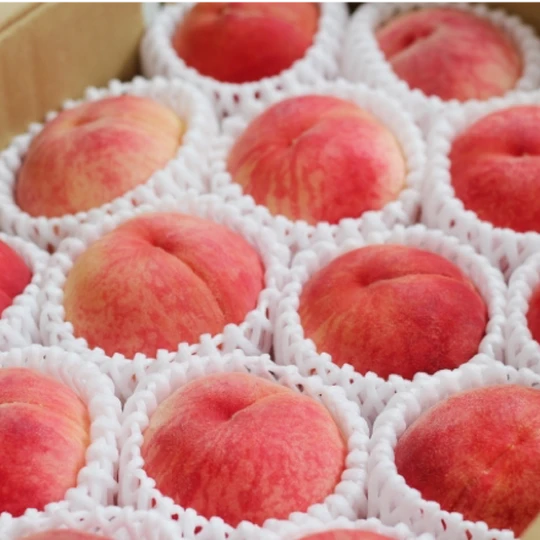 fruit